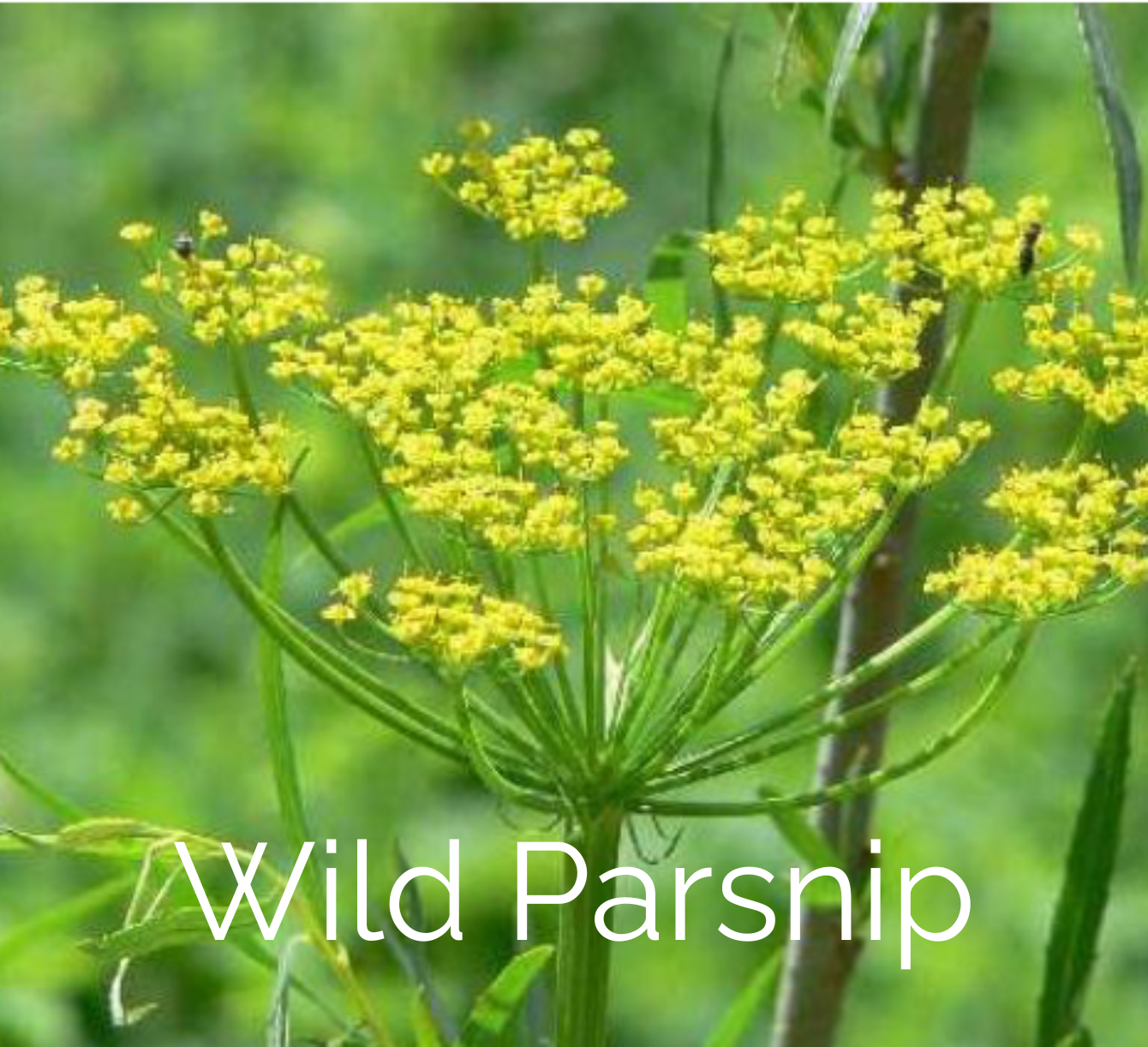 Wild Parsnip