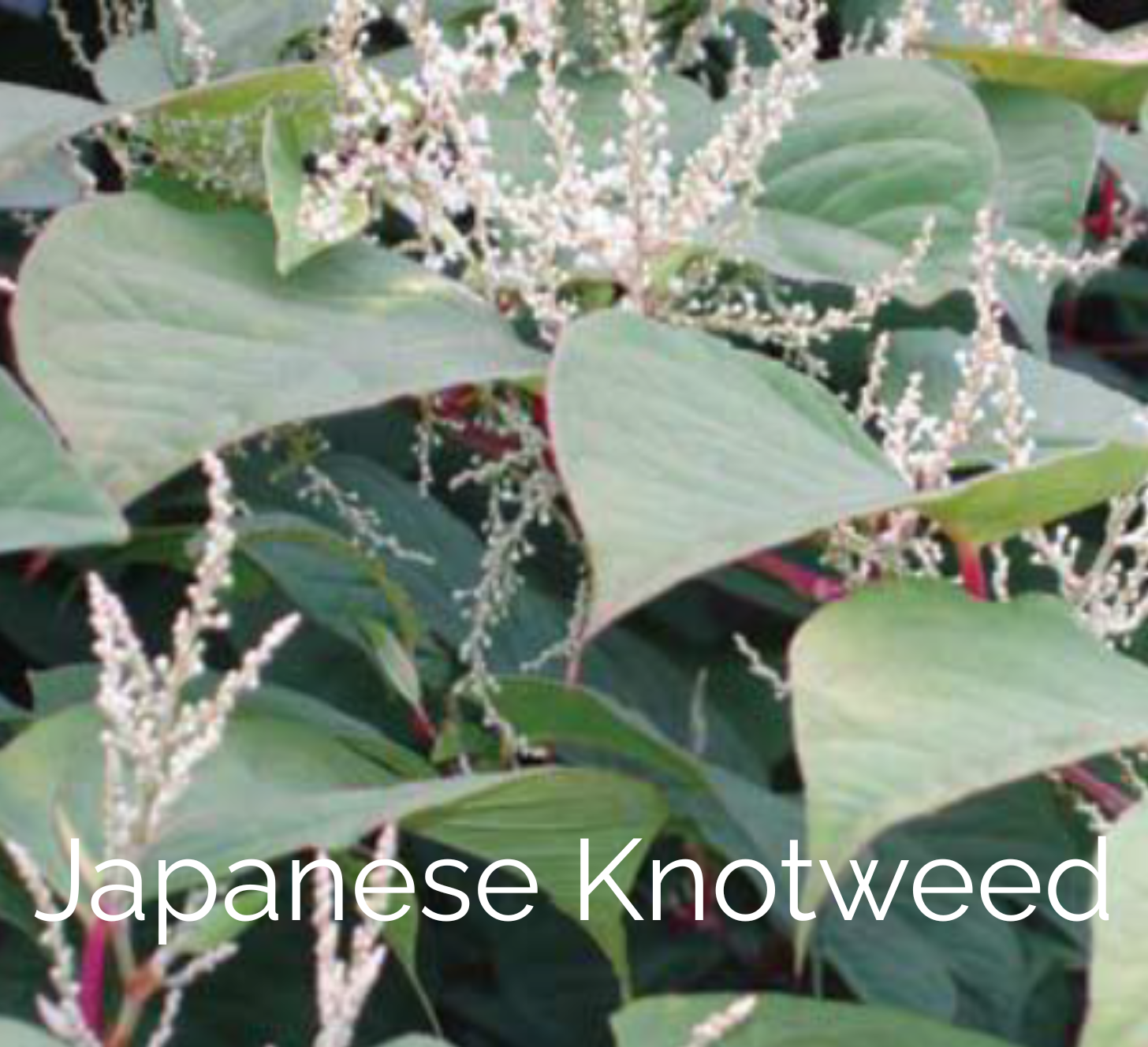 japanese knotweed