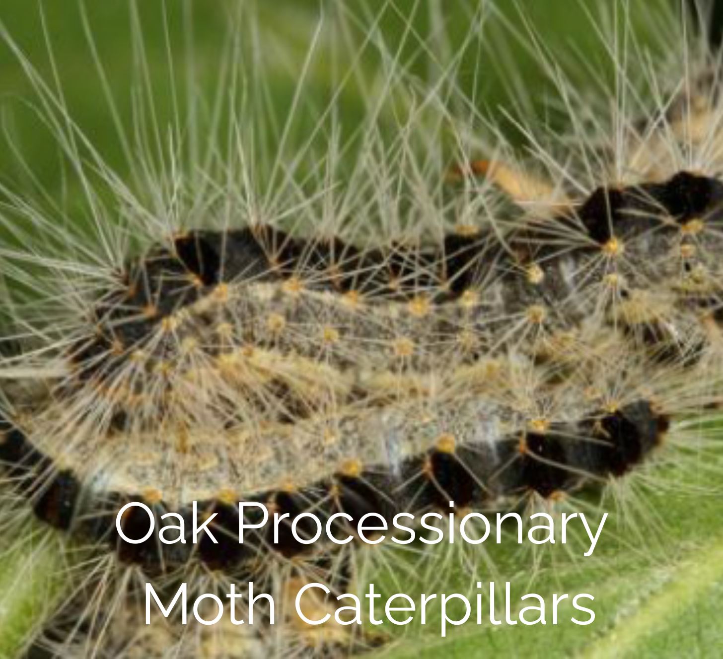oak processionary moth caterpillars